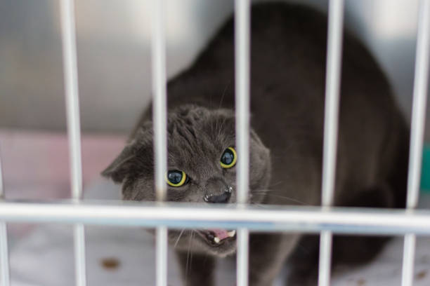 istock cat in the cage at the veterinary clinic 1307950716