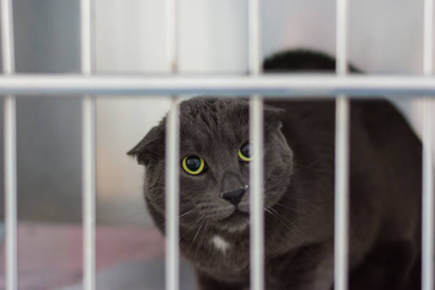 istock cat in the cage at the veterinary clinic 1307950811