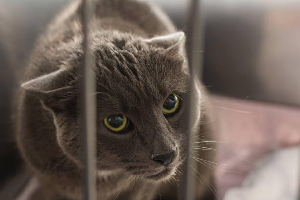 istock cat in the cage at the veterinary clinic 1307950829