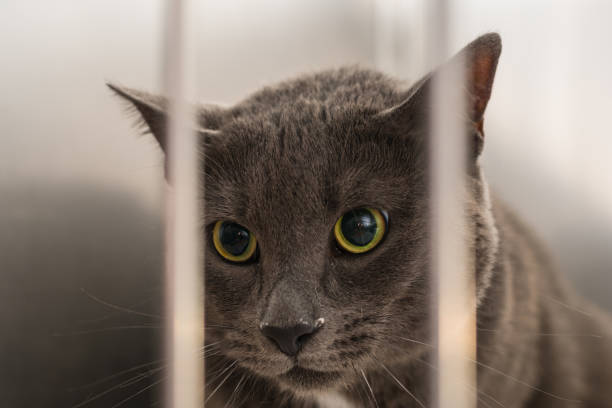 istock cat in the cage at the veterinary clinic 1307950863