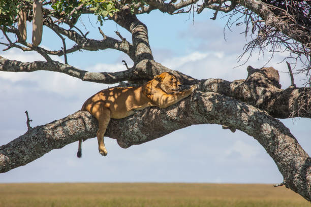 istock Lion in Serengeti Park 1307951890
