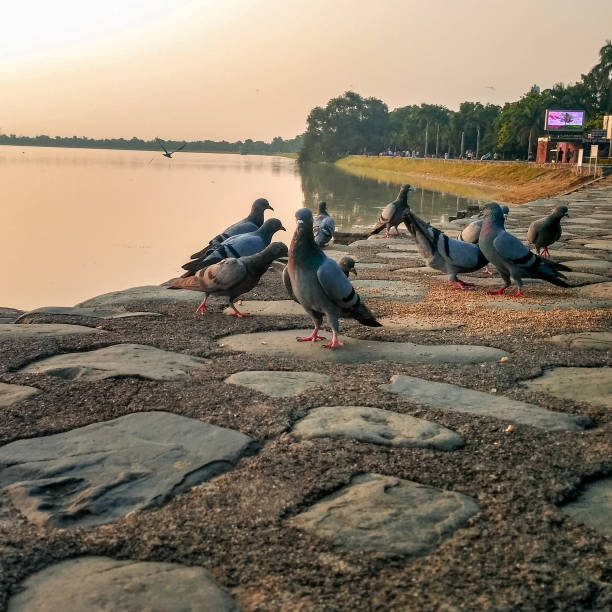 Pigeon on bank of sukhna lake
