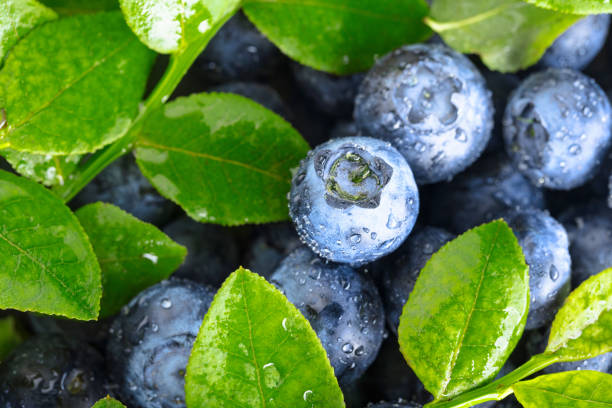 Freshly picked blueberries with water drops. Top view.