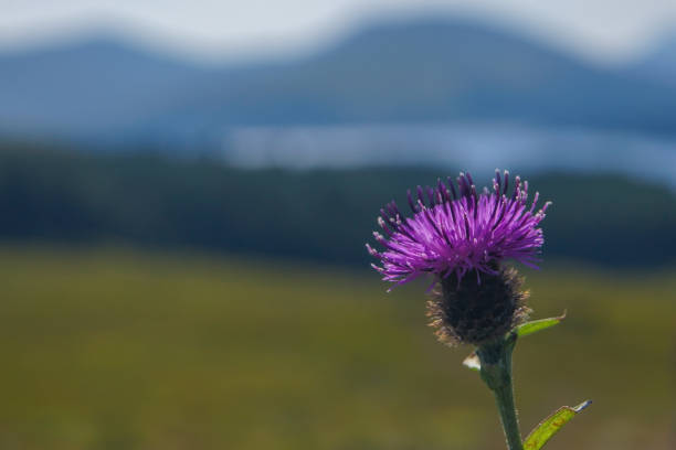 Blossom of the Cirsium genus. The thistle is the floral emblem of Scotland.