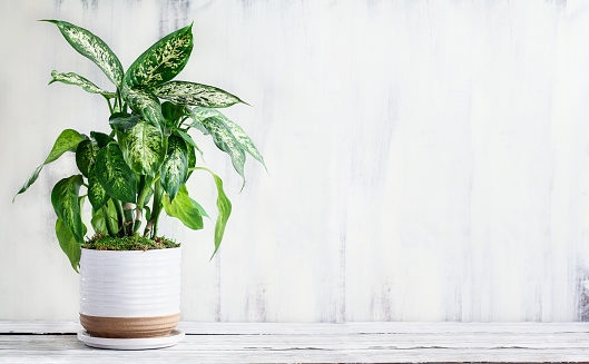 Dumb Cane, Dieffenbachia, a popular houseplant, over a rustic white farmhouse wood table with free space for text.