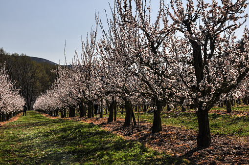 Wachau, apricot trees in spring blooming