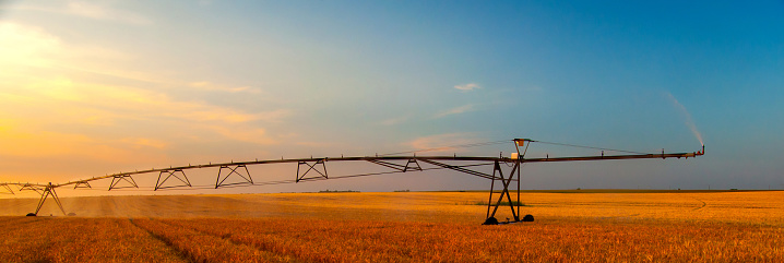 Irrigation system watering agricultural wheat fields in summer during drought.