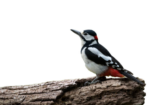 istock female Great spotted woodpecker (Dendrocopos major) 1307953553