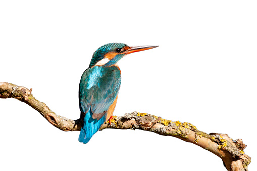 female kingfisher on the white background