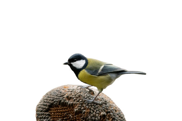 beautiful little tit bird sits on a person\