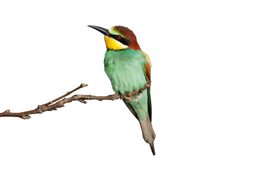 European bee-eater on the white background