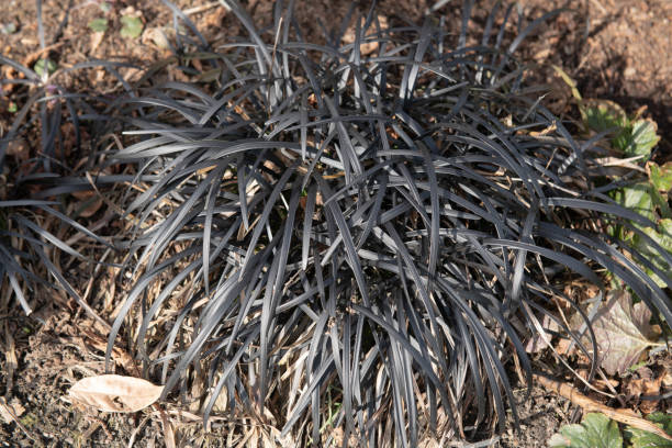 Winter Foliage of the Perennial Evergreen Black Mondo Grass (Ophiopogon planiscapus 'Nigrescens') Growing on the Edge of a Herbaceous Border in a Garden in Rural Devon, England, UK stock photo