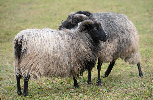 Two Heidschnucken, traditional sheep from Germany, stand next to each other and greet each other in the pasture