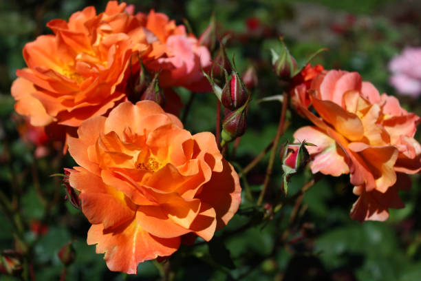 istock red rose in the garden 1307958598