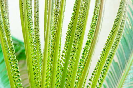 Young unfolding palm Cycas leaves near the tree, close-up view