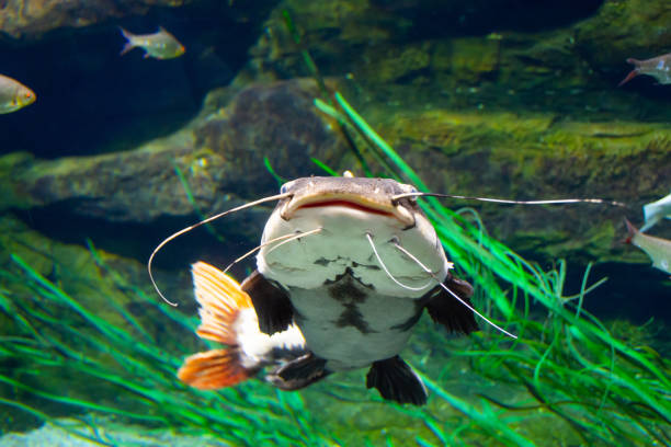 istock Catfish fish swim and live in a huge aquarium. 1307959392