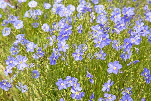 Flax is one of the oldest cultivated plants. (Gemeiner Lein)