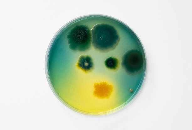 vista dall'alto della piastra di petri e dei terreni di coltura con batteri su sfondo bianco, supporti solidi, agar nutrienti, test di vari germi, virus, coronavirus, corona, covid-19, conteggio della popolazione microbica. - petri dish bacterium cell virus foto e immagini stock