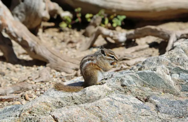 Photo of Chipmunk eating