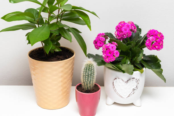 istock Different potted plants on the shelf against white wall 1307964354