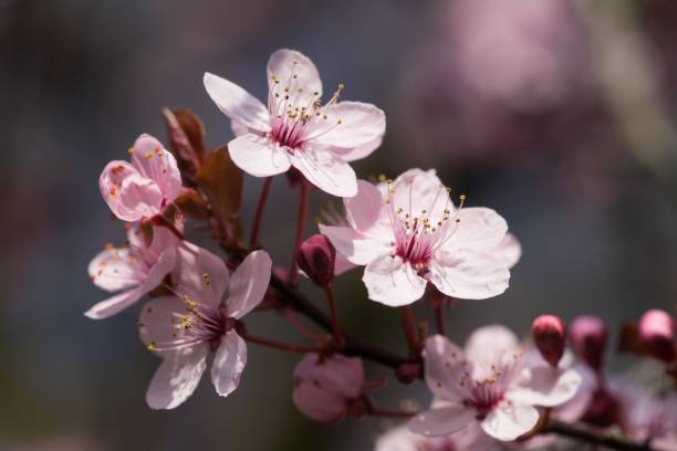 istock Pink cherry blossom 1307965750