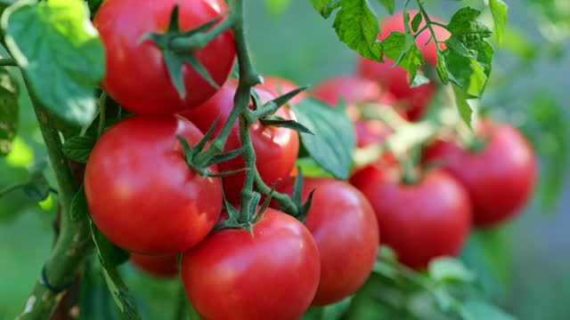 Ripe red tomatoes on bush swaying in the wind. Red ripe organic tomatoes on the branch. Organic farming, vegetable garden