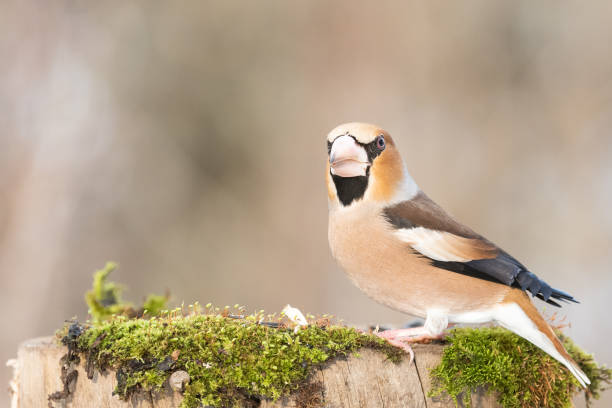 istock Hawfinch Coccothraustes coccothraustes. A bird in the winter forest 1307966672