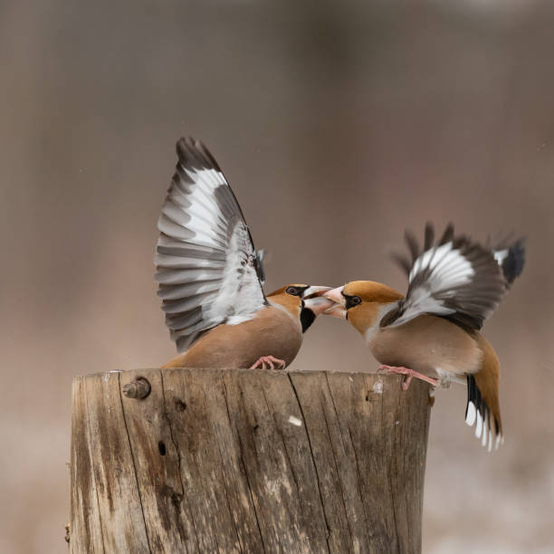 istock Hawfinch Coccothraustes coccothraustes. Two birds are fighting on a feeder in the forest 1307966681