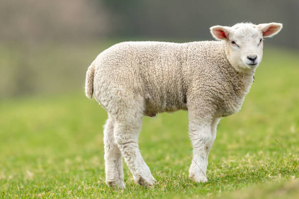 Close up of a lamb in Springtime. Standing in green field and facing right,  Yorkshire Dales,  England. Close up of a lamb in Springtime. Standing in green field and facing right,    Yorkshire Dales,  England.  Horizontal. Space for copy. lamb animal stock pictures, royalty-free photos & images