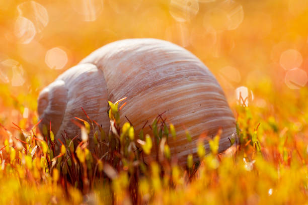 Macro photo of snail shell in moss with raindrops, dew water droplet. Spring background