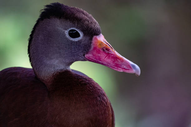 istock Black bellied whistling duck 1307968588
