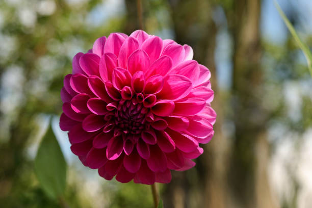 istock Macro of a  pink dahlia 1307969115