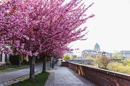 Alley of blossoming plum trees in Buda Castle in Budapest, Hungary. Colorful spring landscape