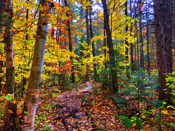 istock Chikanishing Trail, Killarney, Ontario, Canada 1307974078