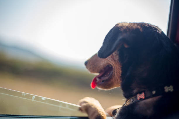 istock Happy dog with head out car window 1307975442
