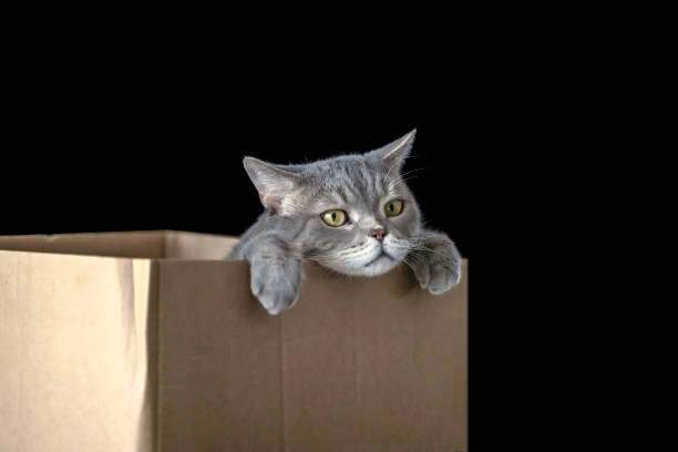 istock British shorthair cat in a cardboard box 1307975783