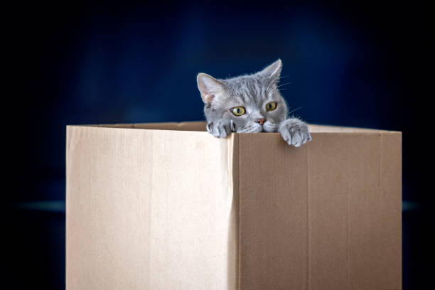 istock British shorthair cat in a cardboard box 1307975949