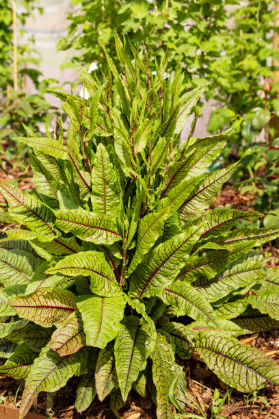 Fresh sorrel in the garden