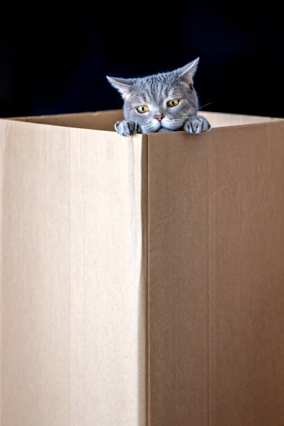 istock British shorthair cat in a cardboard box 1307976039
