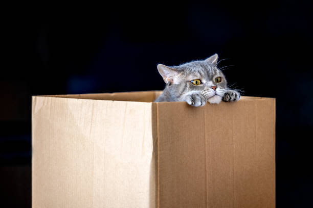 istock British shorthair cat in a cardboard box 1307976095