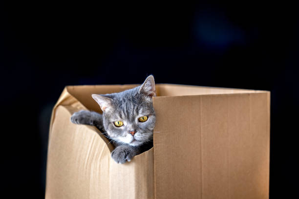istock British shorthair cat in a cardboard box 1307976217