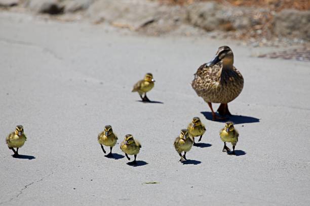 istock Duck Family on its way 1307977329
