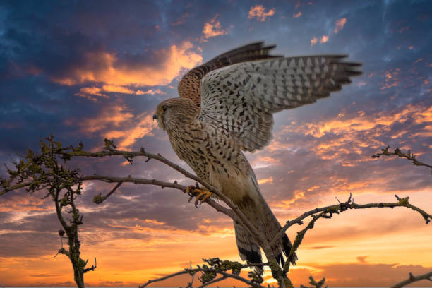 kestrel gegen einen unglaublichen sonnenuntergang - kestrel hawk beak falcon stock-fotos und bilder
