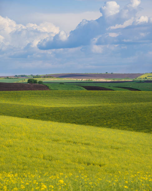 istock Spring evening view with rapeseed yellow blooming fields in sunlight with cloud shadows. Natural seasonal, good weather, climate, eco, farming, countryside beauty concept. 1307977731