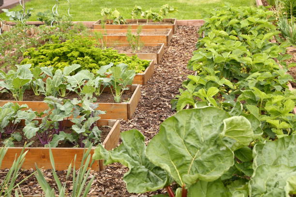 istock Vegetable beds and strawberry plants 1307978359
