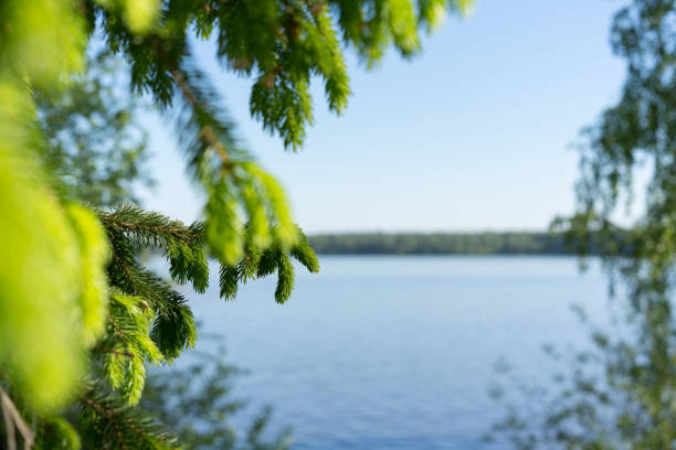 Green Young Branches of Spruce on a Sunny Summer Day on the Background of a River, Forest and Blue Sky.