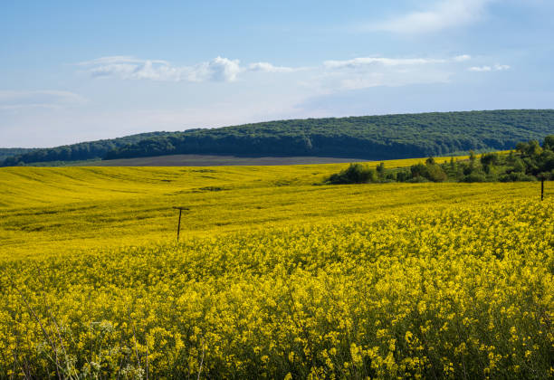 istock Spring rapeseed yellow blooming fields view, blue sky with clouds in sunlight. Natural seasonal, good weather, climate, eco, farming, countryside beauty concept. 1307978789