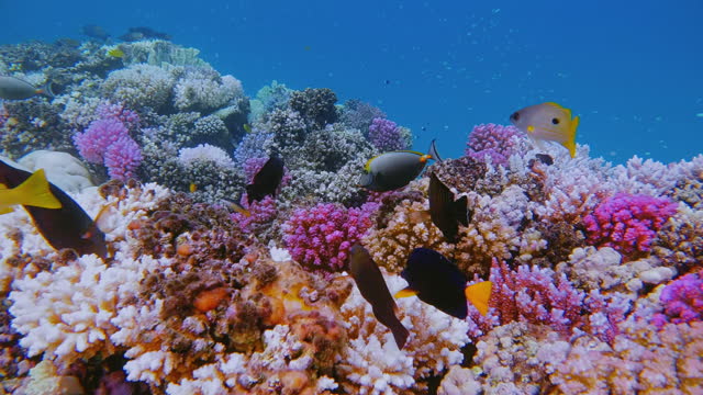 Colorful coral reef with Black Spotted Snapper on Red Sea - Marsa Alam - Egypt