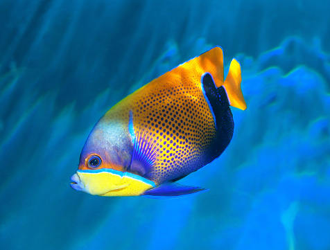 marine angel fish in aquarium blue background.