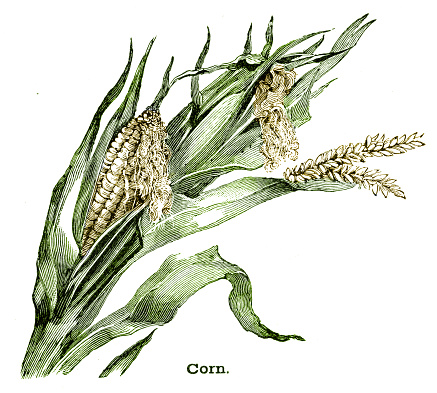 Corn plant engraving 1896

Primary Geography - Alex Everett Frye, 1896